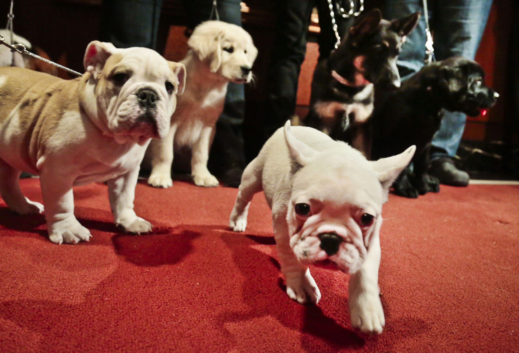 Dogs
